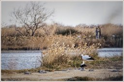 Cigognes blanches